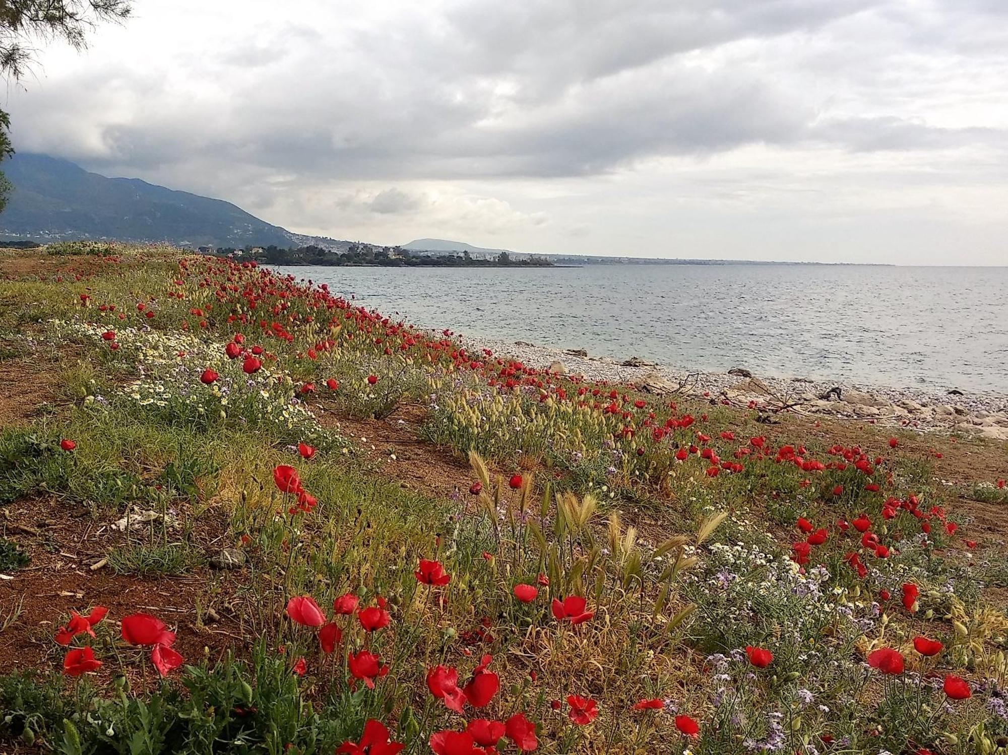 Ariadne Studio Kyparissia Buitenkant foto